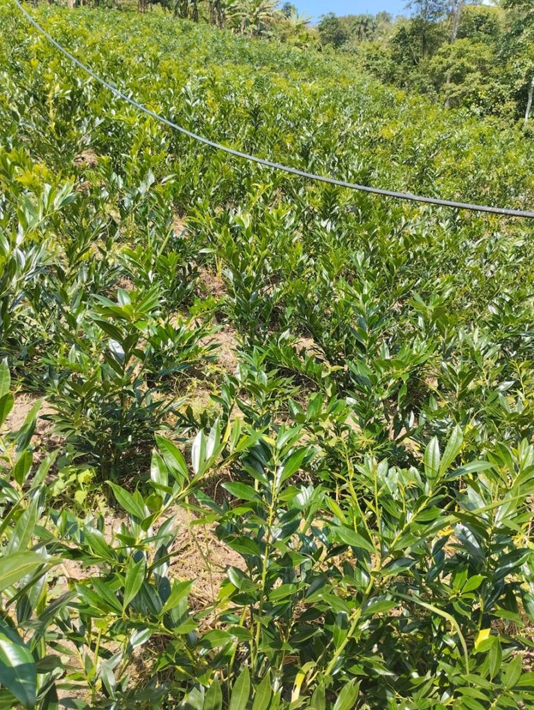 IMG_20241220_102500 - Javier Gomez