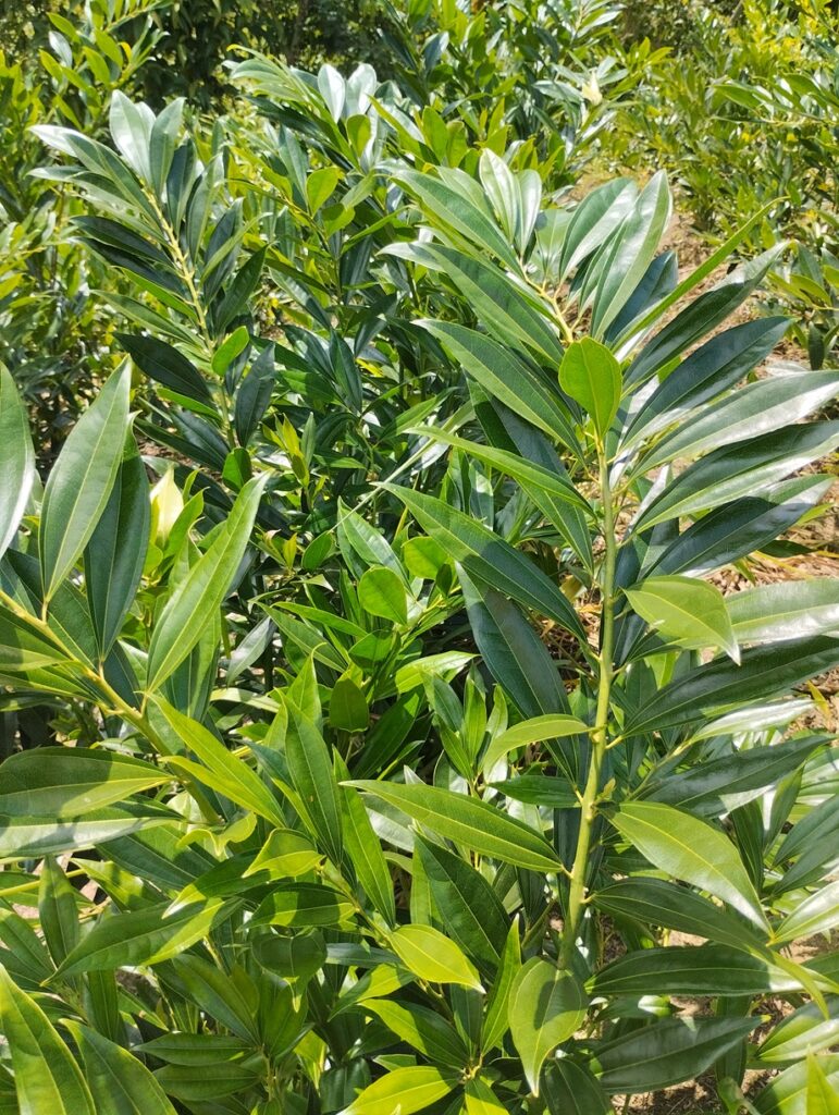 Cultivo de coculos fojalles